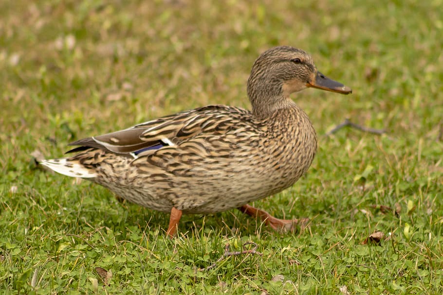 mallard duck, teal, duck, wild ducks, waterfowl, bird, beak, head, wingtip toys, water