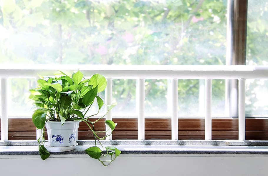 el solsticio de verano, ventana, mediodía, plantas verdes, sol, alféizar de la ventana, planta, interior, planta en maceta, hoja