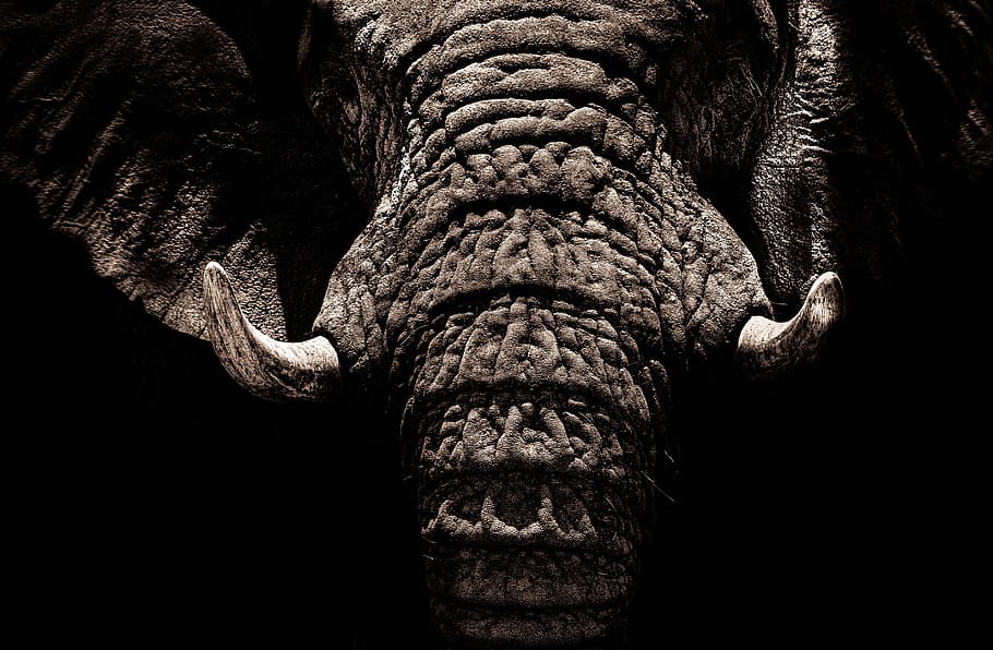 elefante, presas, rugas, tronco, fechar-se, animais selvagens, animais, selva, escuro, preto