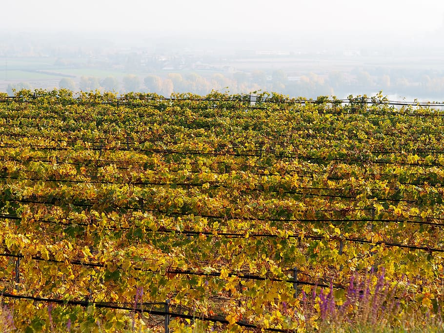 vineyard, grapes, vine leaves, wine, green, wine region, winegrowing, winery, vine, landscape