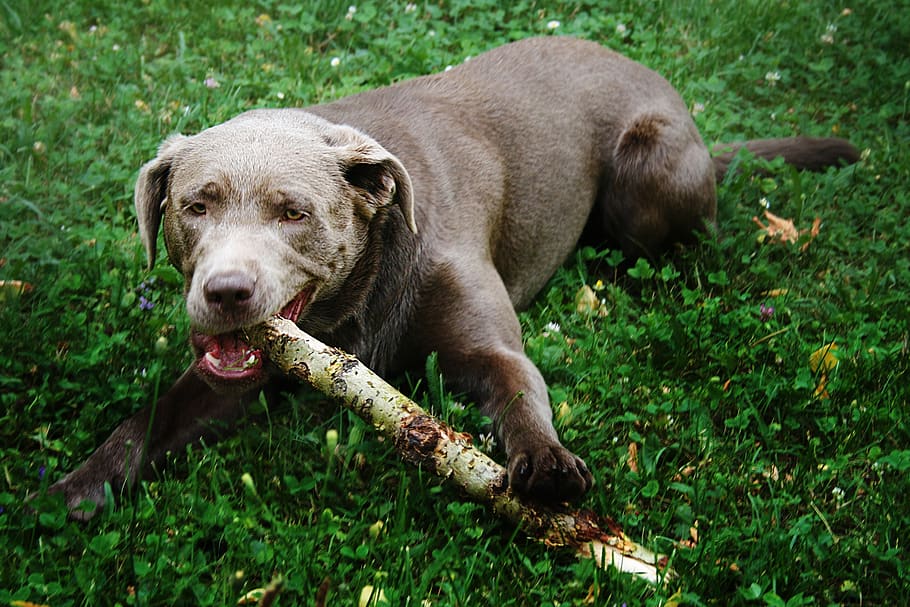 anjing, padang rumput, cabang, mengambil, musim semi, kepala anjing, pelatihan anjing, alam, hewan, kursi