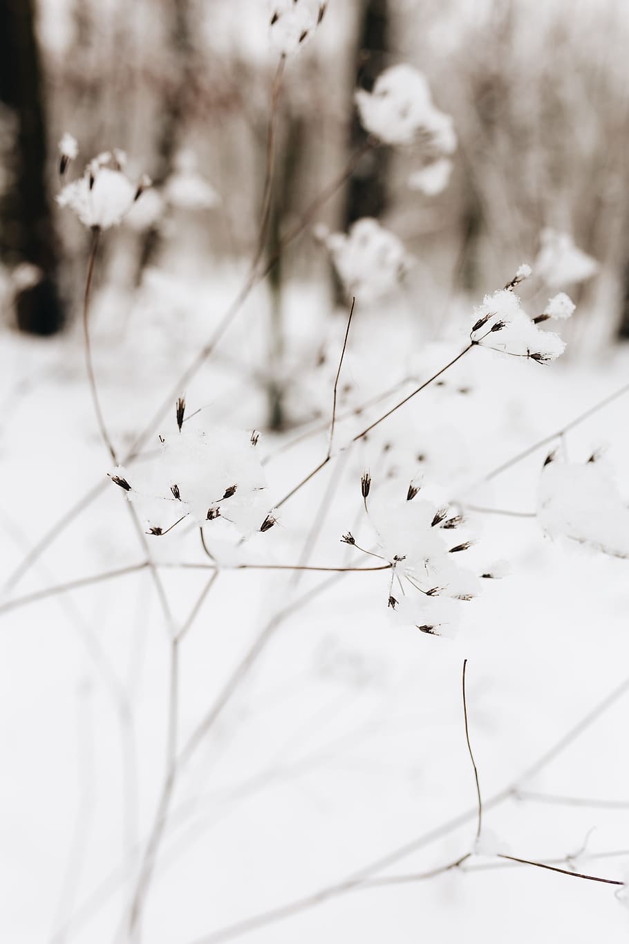 neve, seco, galhos, inverno, flores secas, branco, frio, nevado, planta, temperatura fria