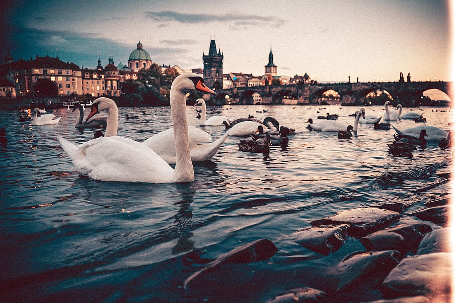 swans, charles bridge, prague, animals, architecture, autumn, bridge, buildings, city, czech republic