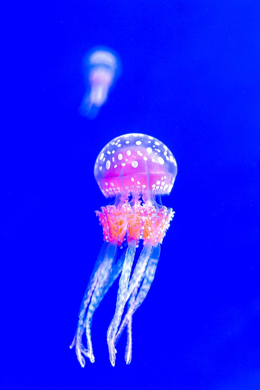 jellyfish, desktop, underwater, bright, nature, biology, color, science, insubstantial, health