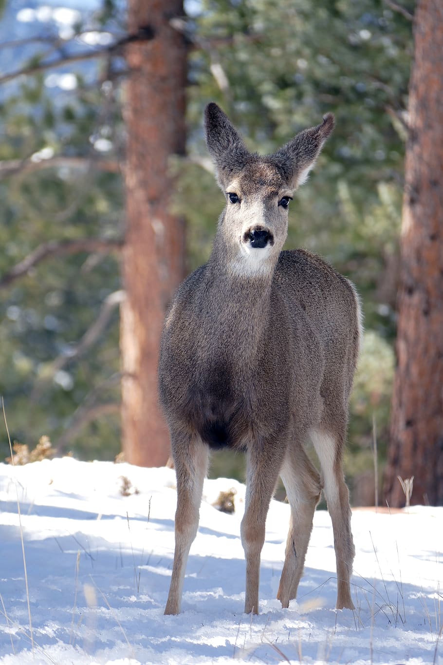 deer, wildlife, nature, doe, snow, winter, animal, animal themes, animals in the wild, one animal