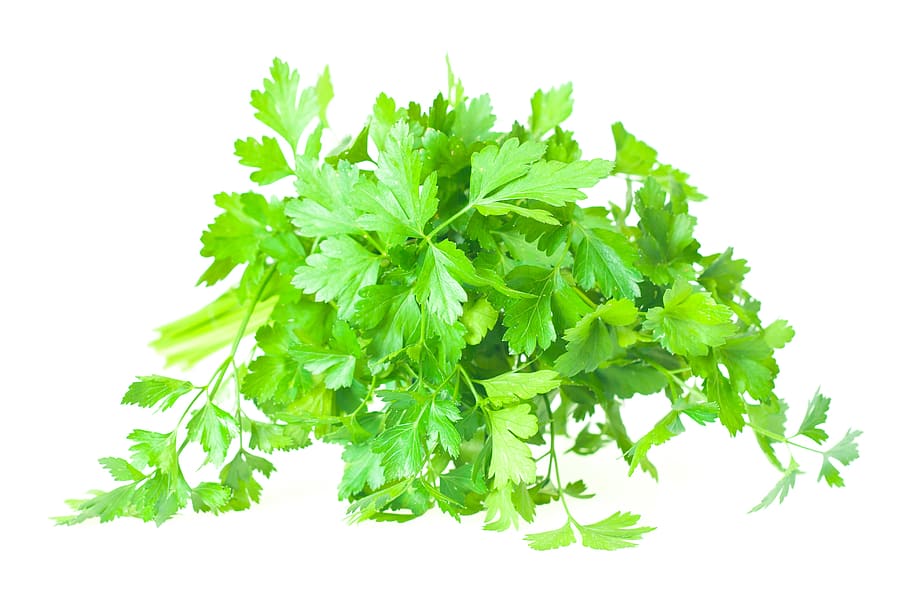 isolated, leaves, parsley, plant, spices, tasty, vegetables, vegetarian, white, green color
