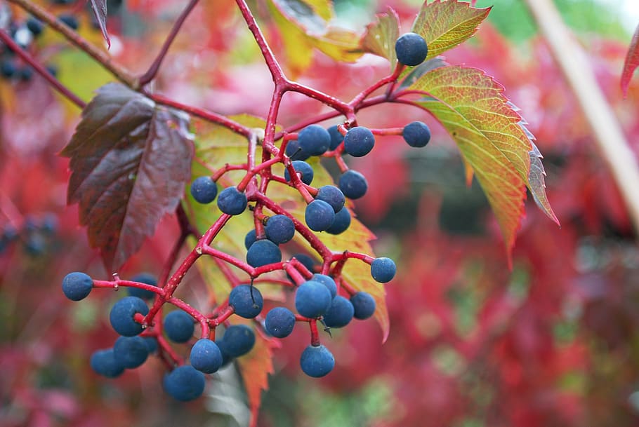 grapes, nature, leaves, wild grapes, fruit, healthy eating, food and drink, food, berry fruit, growth