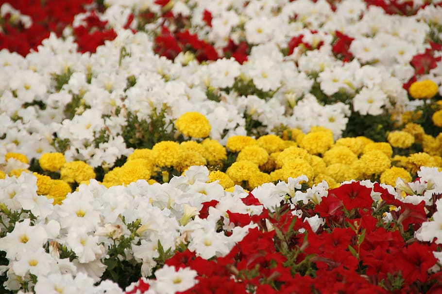 background, yellow, beautiful, red, bloom, colorful, floral, flower, petal, pretty
