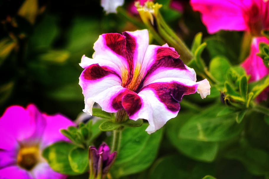 petunia, flowers, nyc, bangladesh, red, white, natural, landscape, flowering plant, flower
