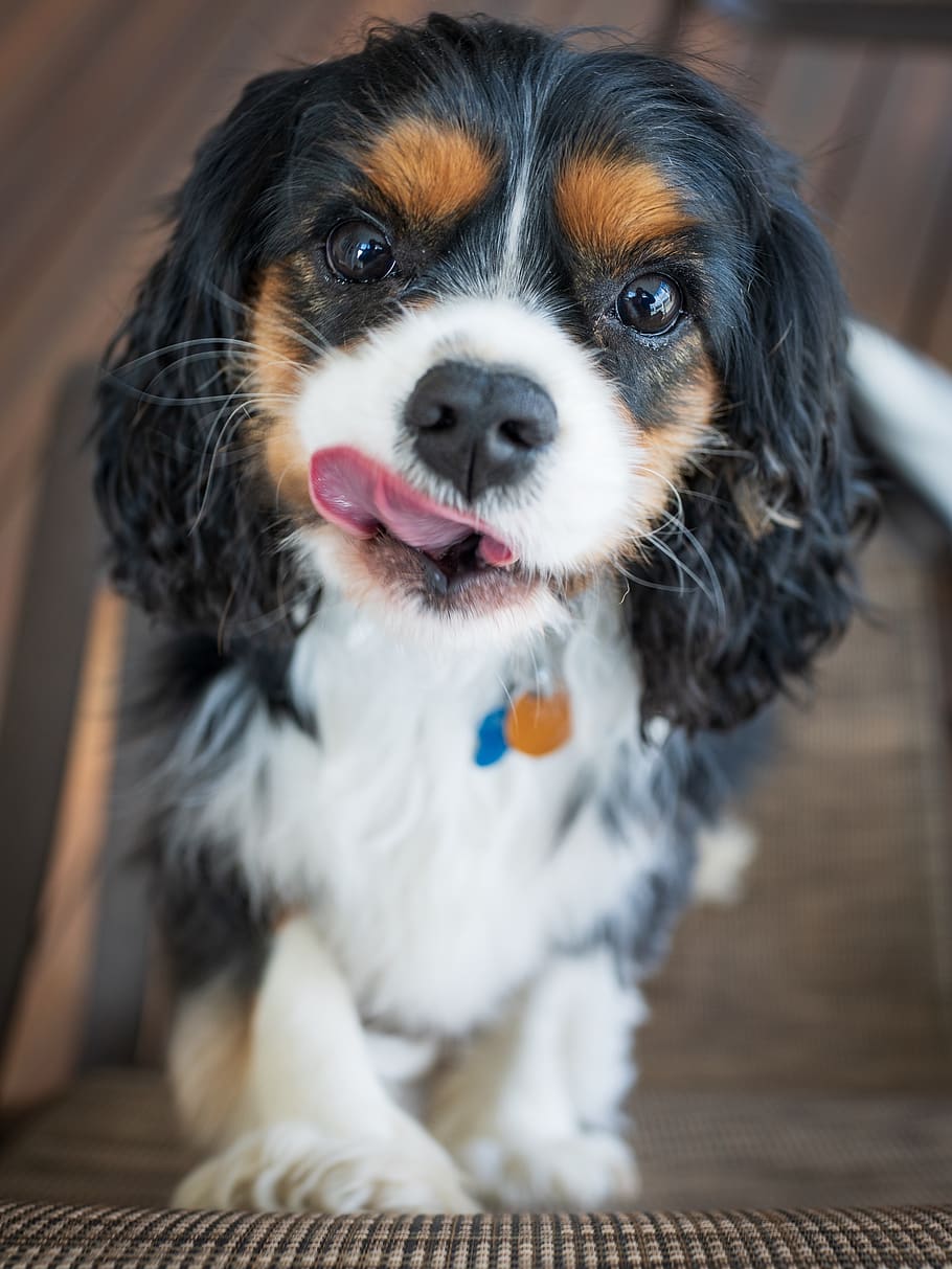 puppy, cute, canine, playful, looking, portrait, young, domestic, kirk, cavalier king charles spaniel