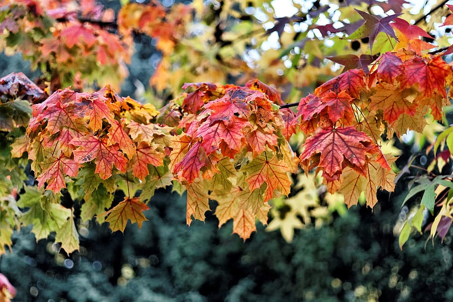 cores de outono, madeira, folhas, cores, flora, árvores, outono, vermelho, laranja, folha