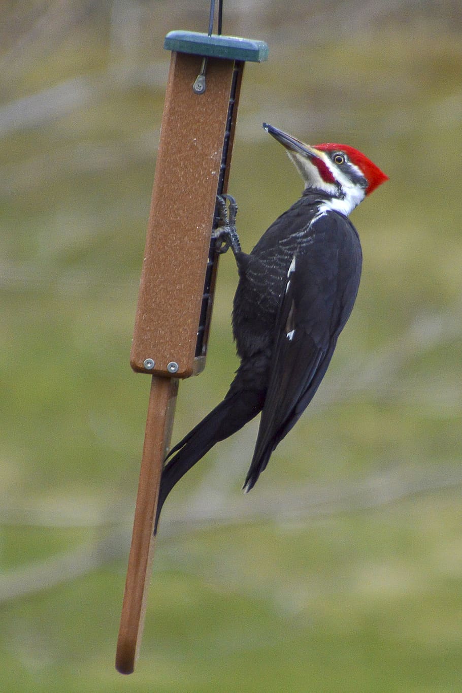 woodpecker, pileated, bird, feeder, feeding, male, vertebrate, animal themes, animal, animals in the wild