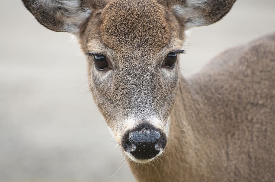 deer, animal, cute, fawn, fur, head, mammal, wildlife, winter, small