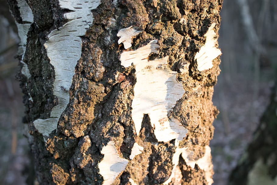tree, bark, birch, textured, trunk, tree trunk, rough, close-up, nature, focus on foreground