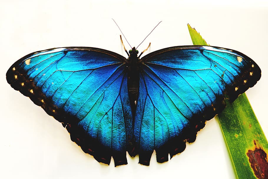 borboleta, azul, insetos, borboletas, animais, verão, flor, asa, textura, asas