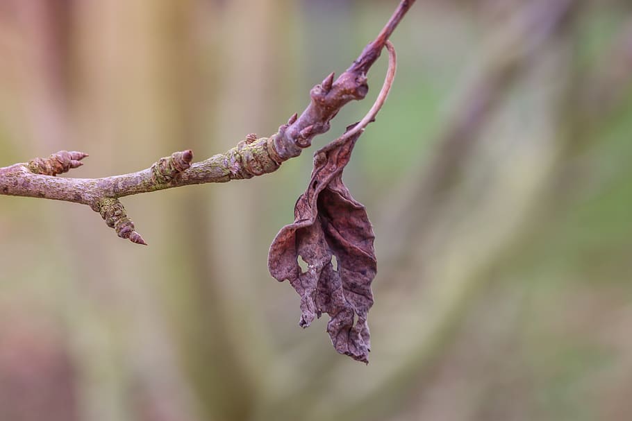 dry, plant, leaf, branch, dead plant, nature, faded, close up, garden, autumn