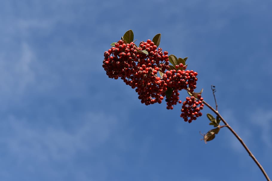 red berries, cotoneaster, plants, shrubs, nature, botany, red, berries, food and drink, plant
