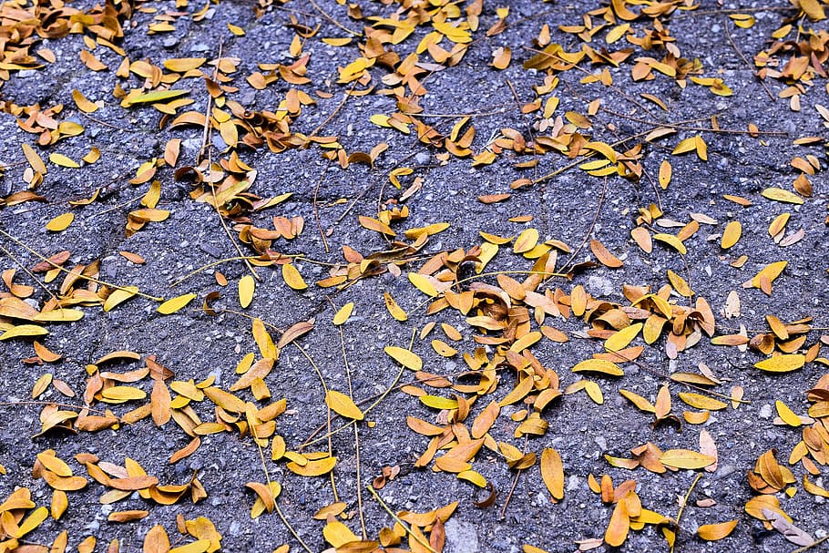 autumn, leaf, asphalt, fall, plant part, leaves, nature, high angle view, falling, yellow