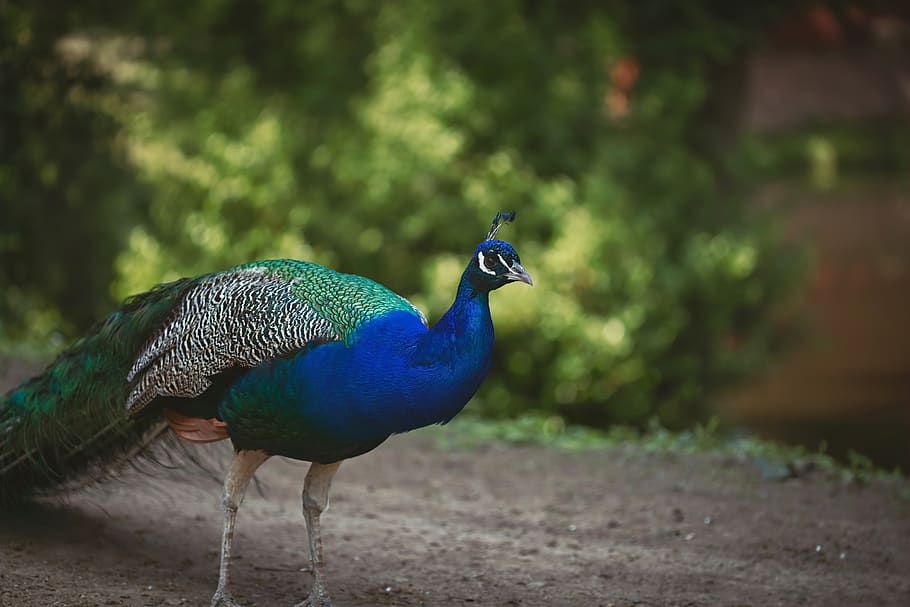 peacock, garden, nature, animals, bird, color, colorful, feathers, biology, tail
