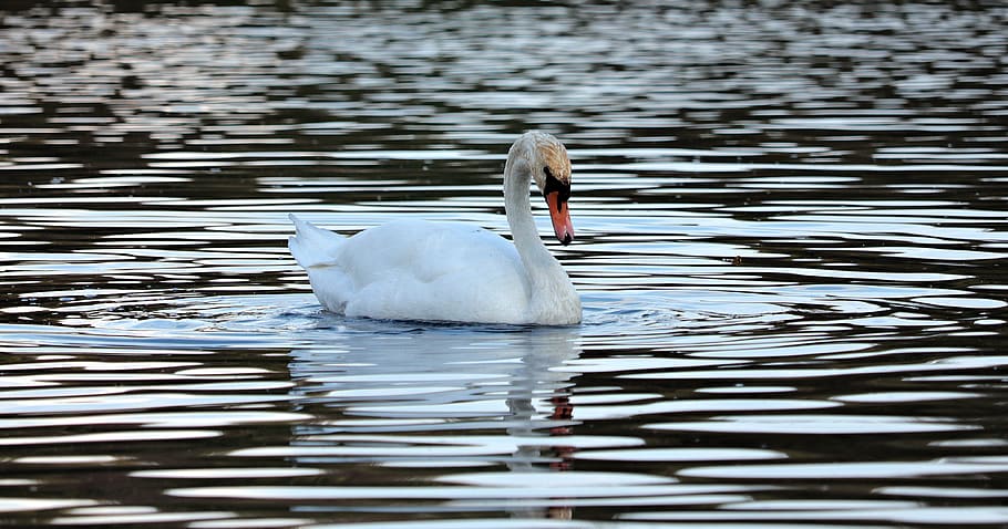 swan, water, nature, texture, background, template, blue, lake, light, incidence of light