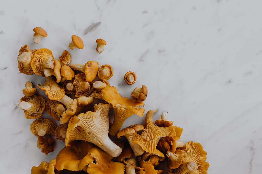memetik, jamur chantarelle, kayu, chantarelle, jamur, jamur yang dapat dimakan, jamur kuning, musim gugur, makanan, bagian tanaman