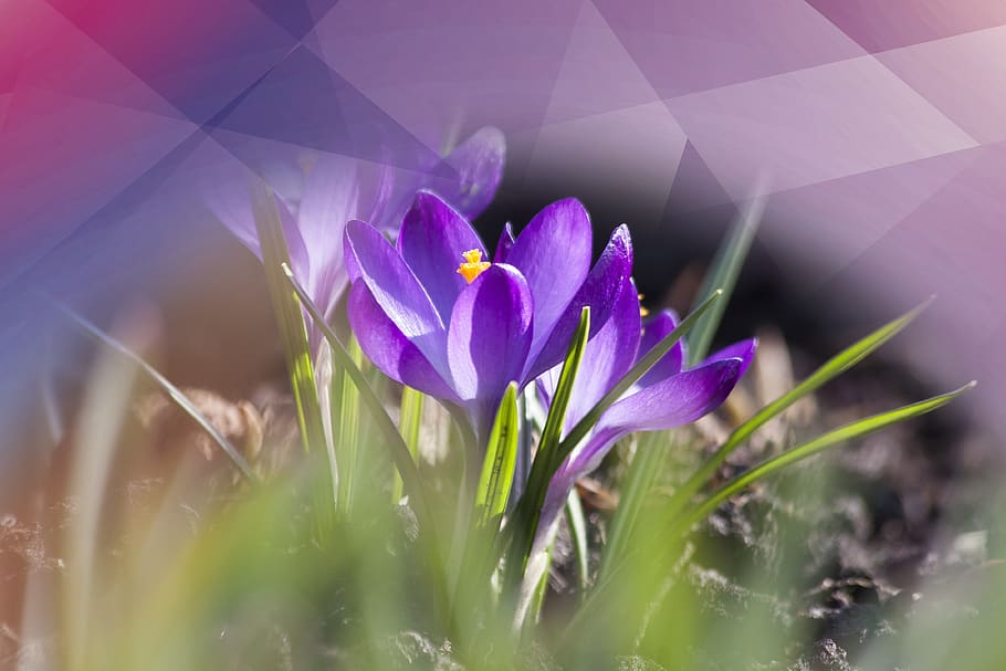 azafrán, violeta, poligonal, naturaleza, flor, planta, frescura, planta floreciente, belleza en la naturaleza, vulnerabilidad