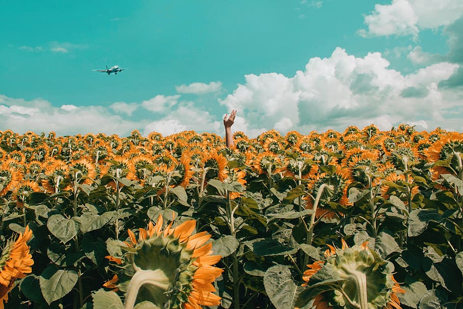 hand, sunflower, field, summer, blue sky, clouds, flower, nature, farm, airplane