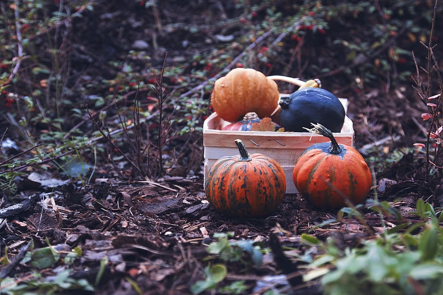 autumn pumpkins, box, garden, food, food and drink, pumpkin, vegetable, healthy eating, field, land