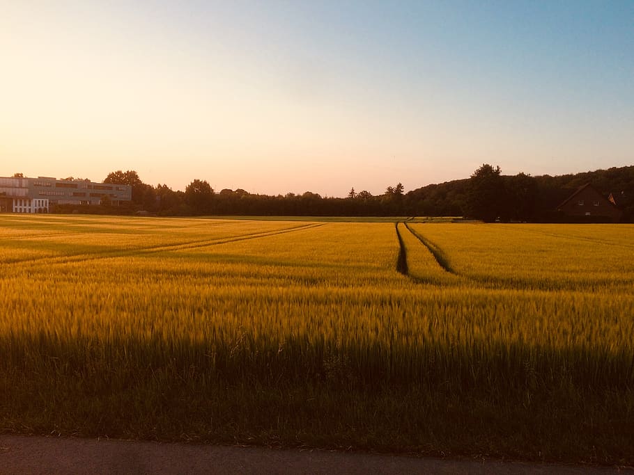 agriculture, field, cereals, sun, nature, barley, evening sky, landscape, sky, land