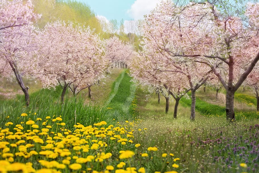 bunga sakura, merah muda, latar belakang, lanskap, musim semi, cantik, pohon berbunga, berbunga, bunga, alam