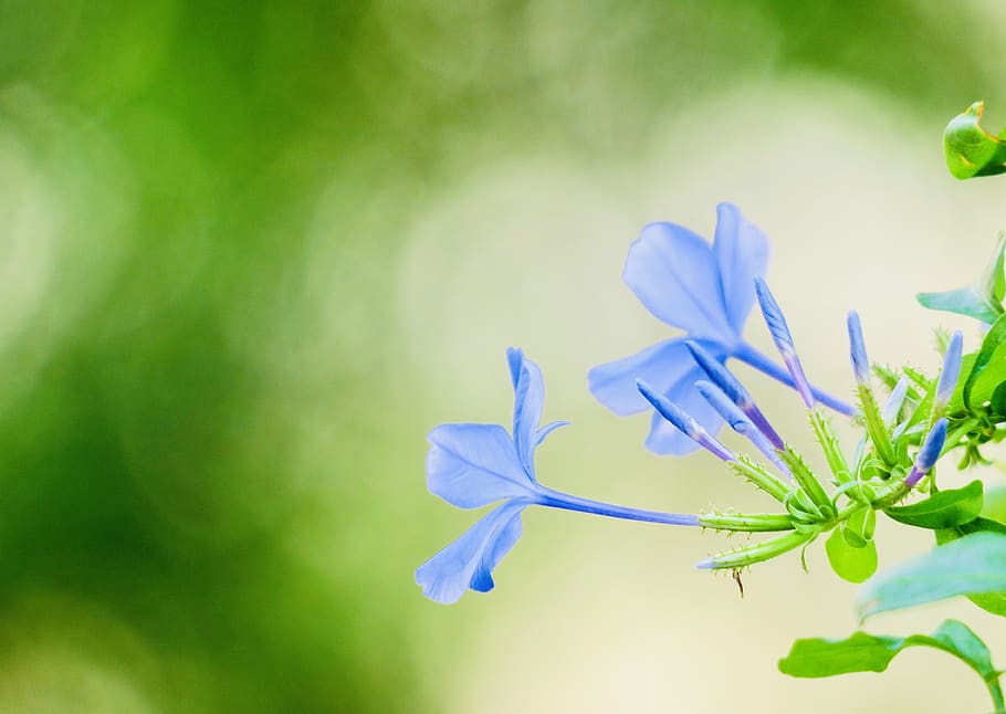 blue flower dan, flower, plant, nature, bloom, green blue, flowers, light, natural, flowering