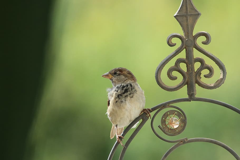 sparrow, sperling, bird, garden, one animal, animal themes, animal, vertebrate, animals in the wild, animal wildlife