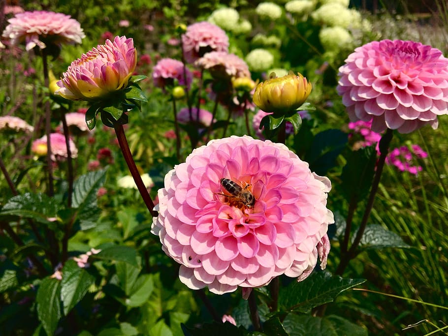 flower, dahlia, blossom, bloom, insect, bed, pink, summer, colorful, green