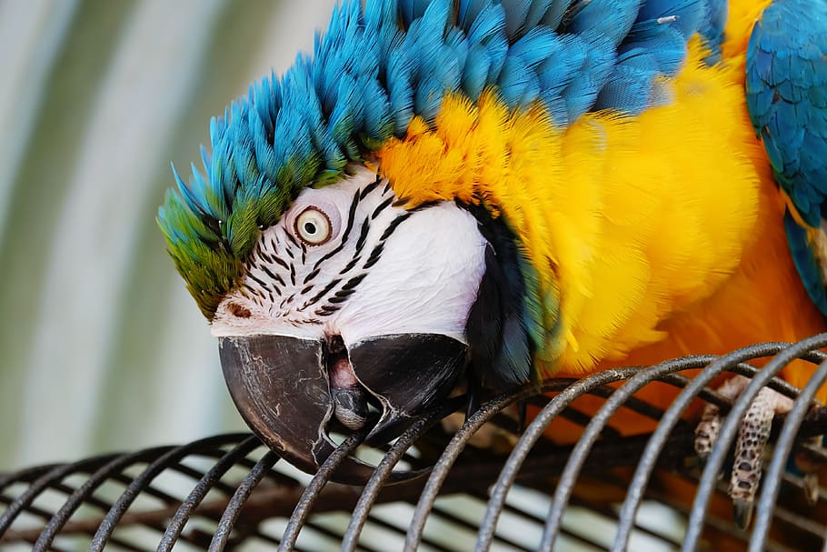 ara, parrot, yellow macaw, bird, animal, colorful, exotic, tropical, head, bill