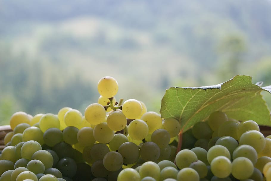 grapes, autumn, wine, fruit, leaf, screw, vintage, nature, feast, season