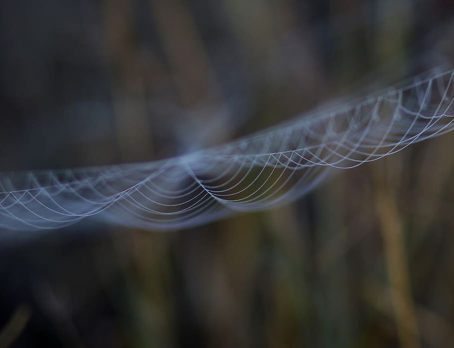 spider web, drops, dew, morning, autumn, water, wet, close-up, fragility, focus on foreground