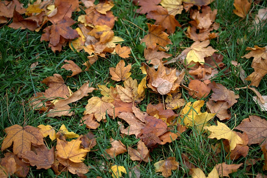 Сухая осень. Картинка сухого желтого листа. Фото сухие листья желтые. Dried leaves on grass. Сонник сухие жёлтые осенние листья.