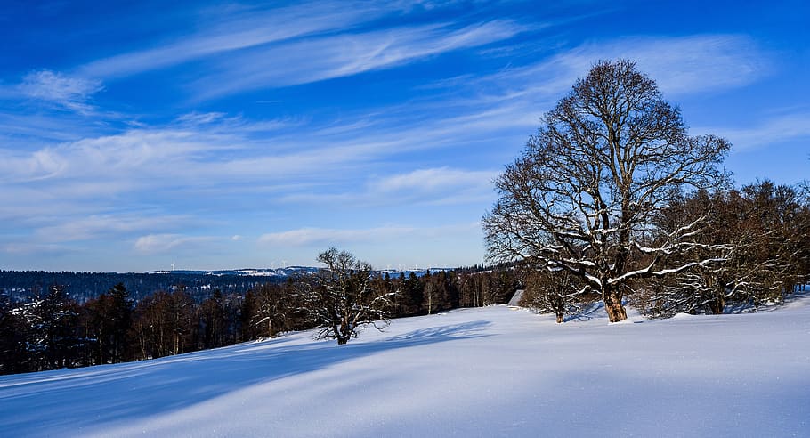 snow, tree, sky, clouds, winter, landscape, white, snowy, scenic, chaumont