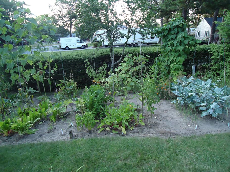 jardín, hortalizas, cultivo, producir, crecer, filas, planta, crecimiento, árbol, color verde