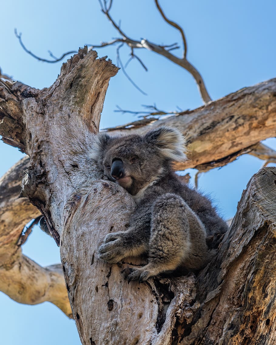 koala, australia, lindo, animal, naturaleza, vida silvestre, marsupial, árbol, dormir, bebé