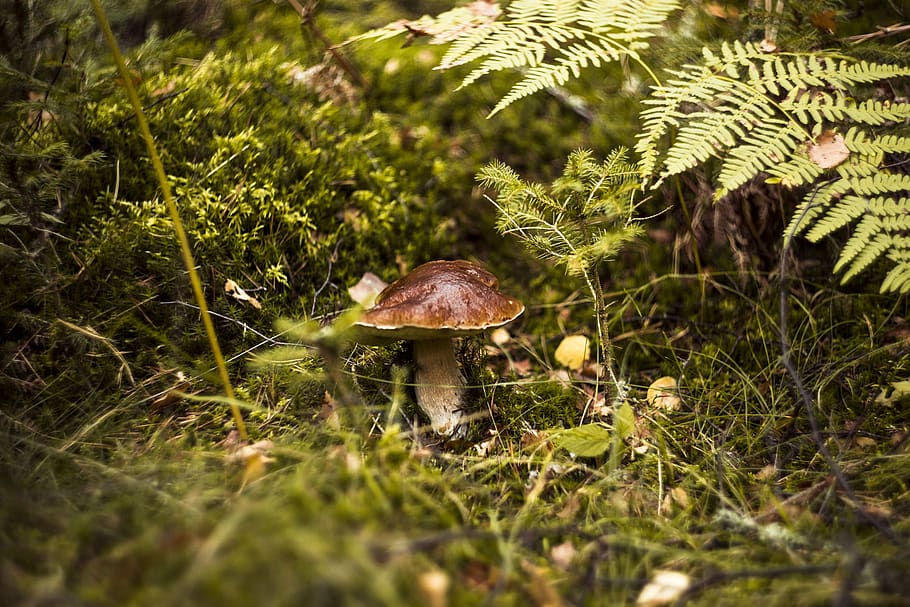 fungus, forest, day, autumn, mushrooms, red, toxic, hat, toadstool, edible
