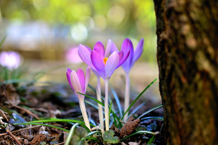 crocus, early bloomer, spring, nature, flowers, violet, frühlingsanfang, harbinger of spring, spring flower, purple