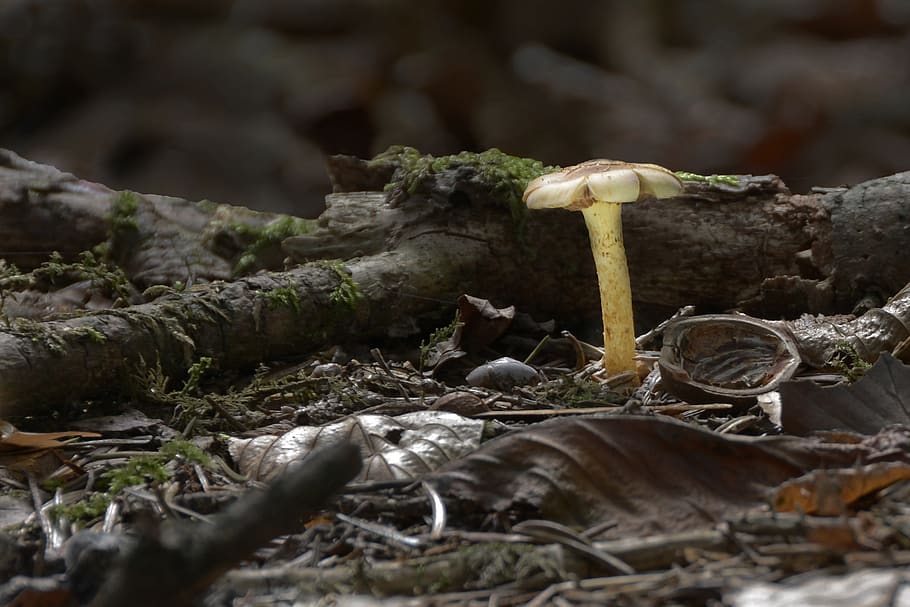 jamur, ras, musim gugur, hutan, kecil, jamur hutan, jamur kecil, jamur mini, sayur, tanaman