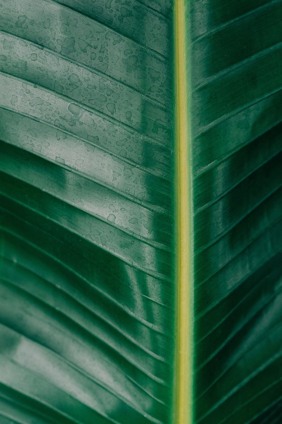 tanaman, pisang, daun, hijau, garis, alam, bagian tanaman, warna hijau, bingkai penuh, close-up