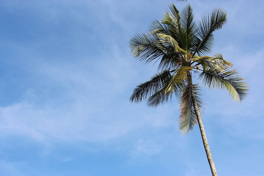 Пальмы небо фото palm, sky, sea, vacations, water, summer, relaxation, sun, blue, nature Pxfuel