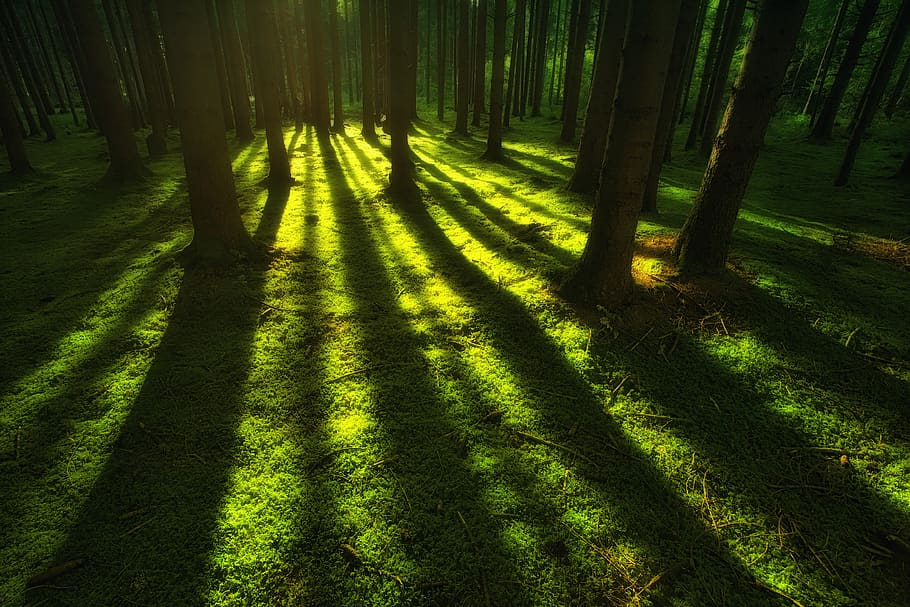 nature, forest, moss, landscape, trees, rays, green, dawn, shadow, light