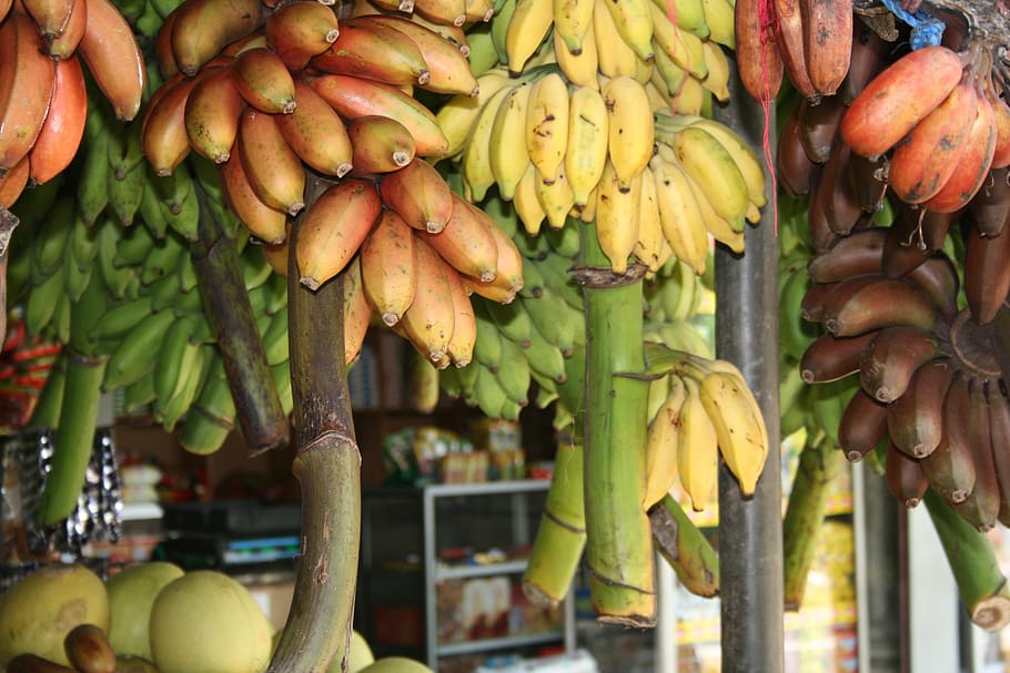 bananas, sri lanka, praça, comida e bebida, comida, alimentação saudável, fruta, frescura, banana, bem estar