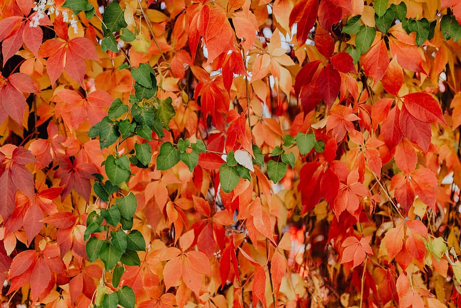 colorido, videiras, folhas, parque, parte da planta, folha, outono, mudança, quadro completo, cor laranja