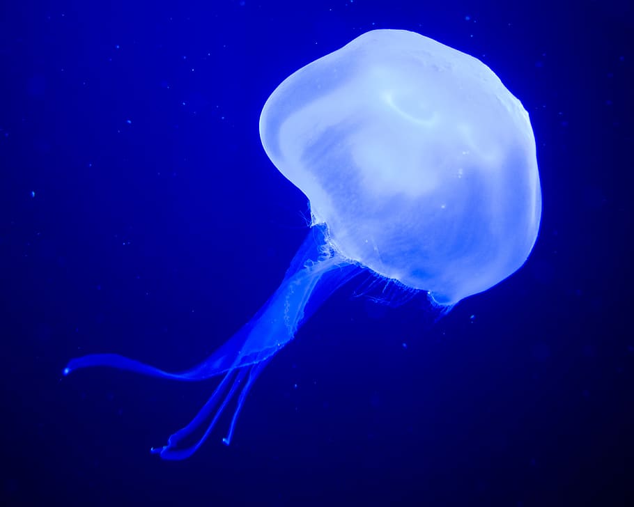 jellyfish, medusa, sea nettle, underwater, sea, aquatic, marine, animal, aquarium, creature