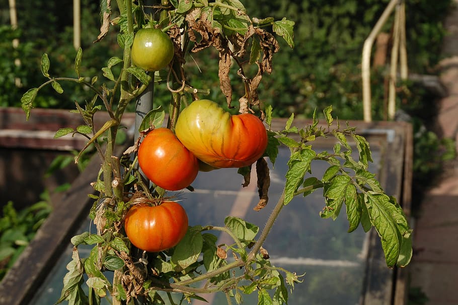 tomatoes, allotment, growth, development, red, green, cash, fruit, food and drink, food